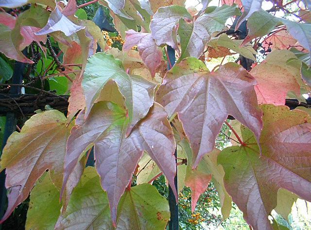 Parthenocissus tricuspidata / Vite canadese a foglie intere